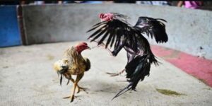đấu trường đá gà FB88