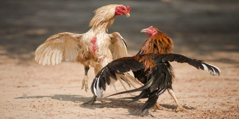 Lợi thế khi đá gà GO88