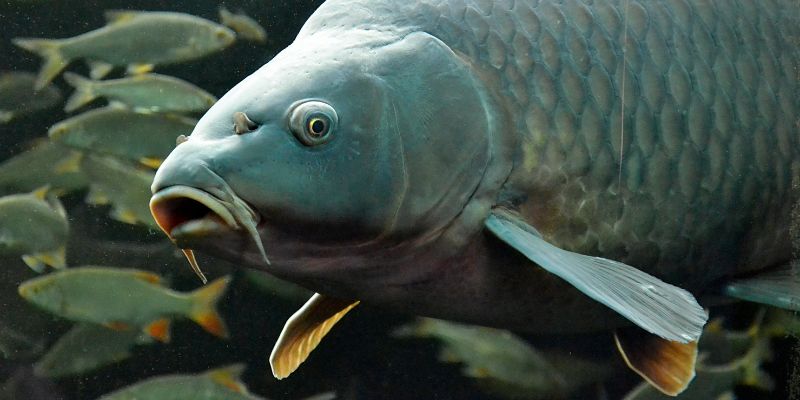 Ý nghĩa từng giấc mơ thấy cá chép