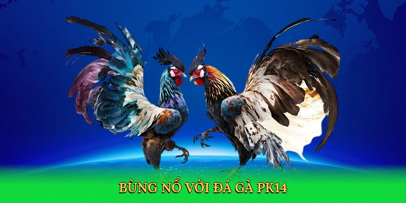 Bùng nổ với đá gà PK14